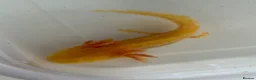 Axolotl reptiles for sale: Axolotl - Advert 21