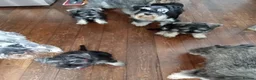 Miniature Schnauzer dogs for sale: Mrs PAPhipps in Stevenage - Advert 12