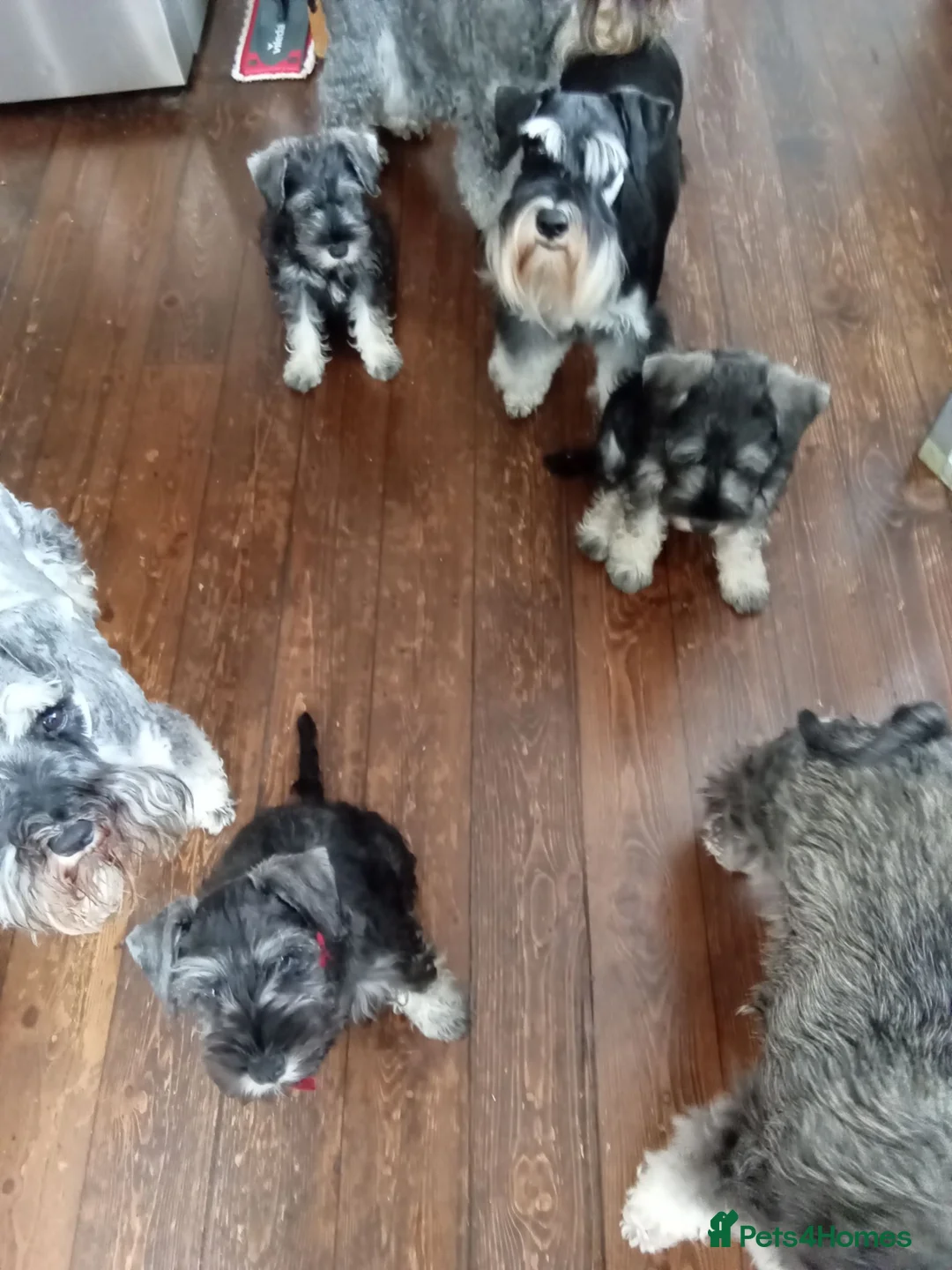 Miniature Schnauzer dogs for sale: Mrs PAPhipps in Stevenage - Advert 12