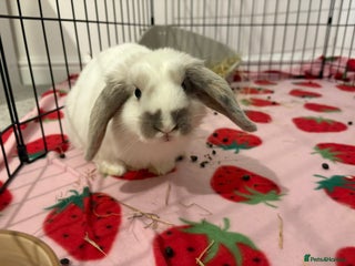 Mixed Breed rabbits Buns looking for new 🏡 - Advert 6