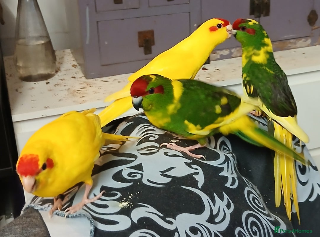 Parakeets birds for sale: Kakariki's x4 handreared kakariki's  - Image 6