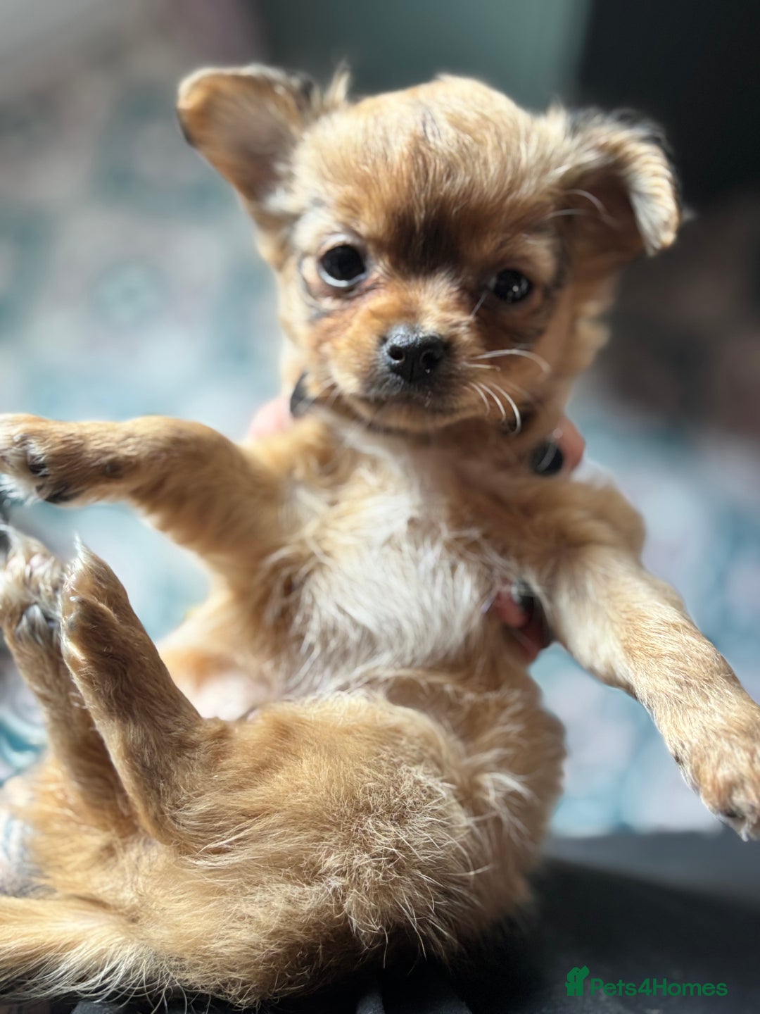 Pomchi dogs for sale: Beautiful female puppy ready now!  in Godstone - Image 6