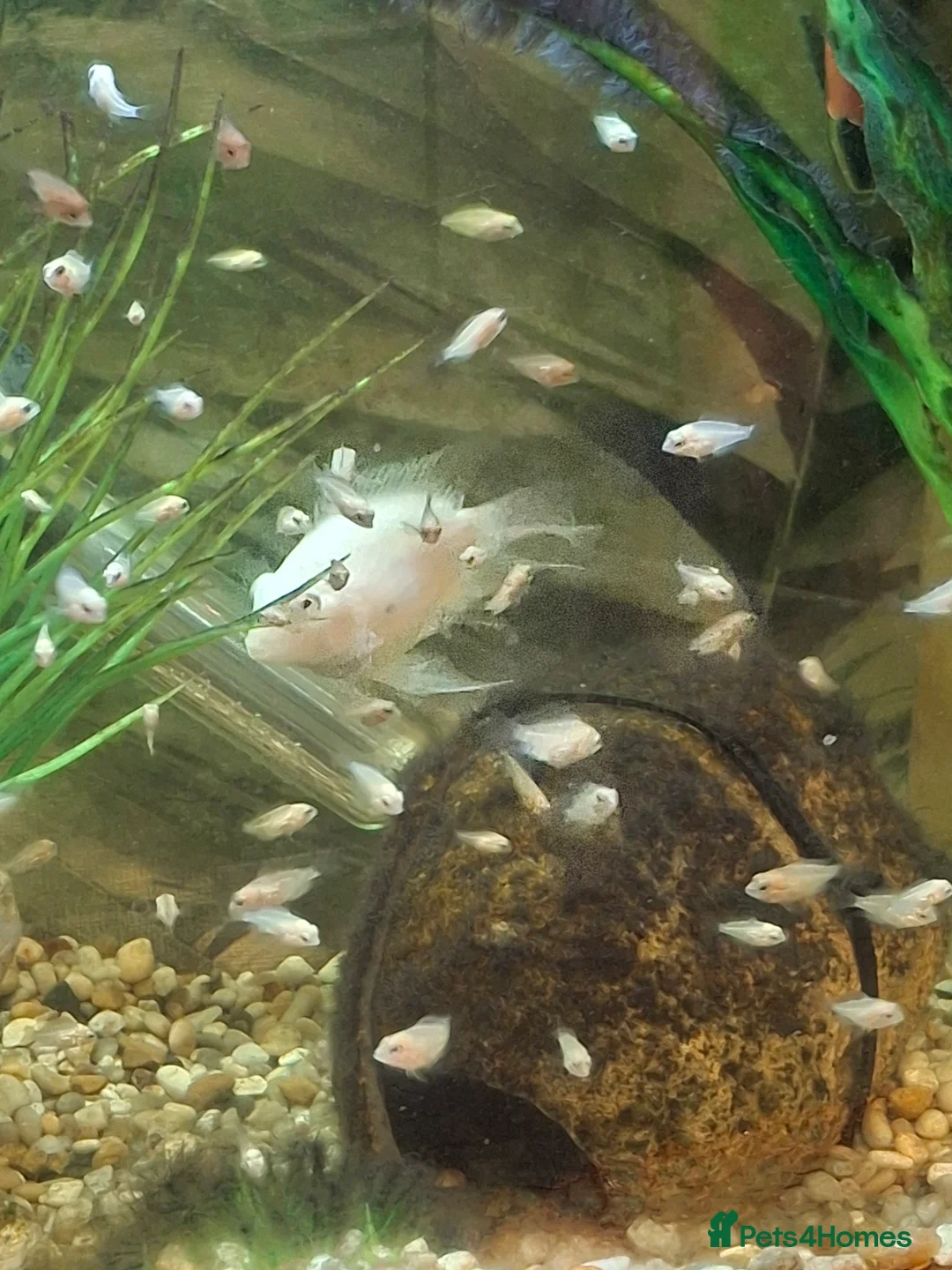 Cichlids fish for sale: Platinum Polar  - Advert 2