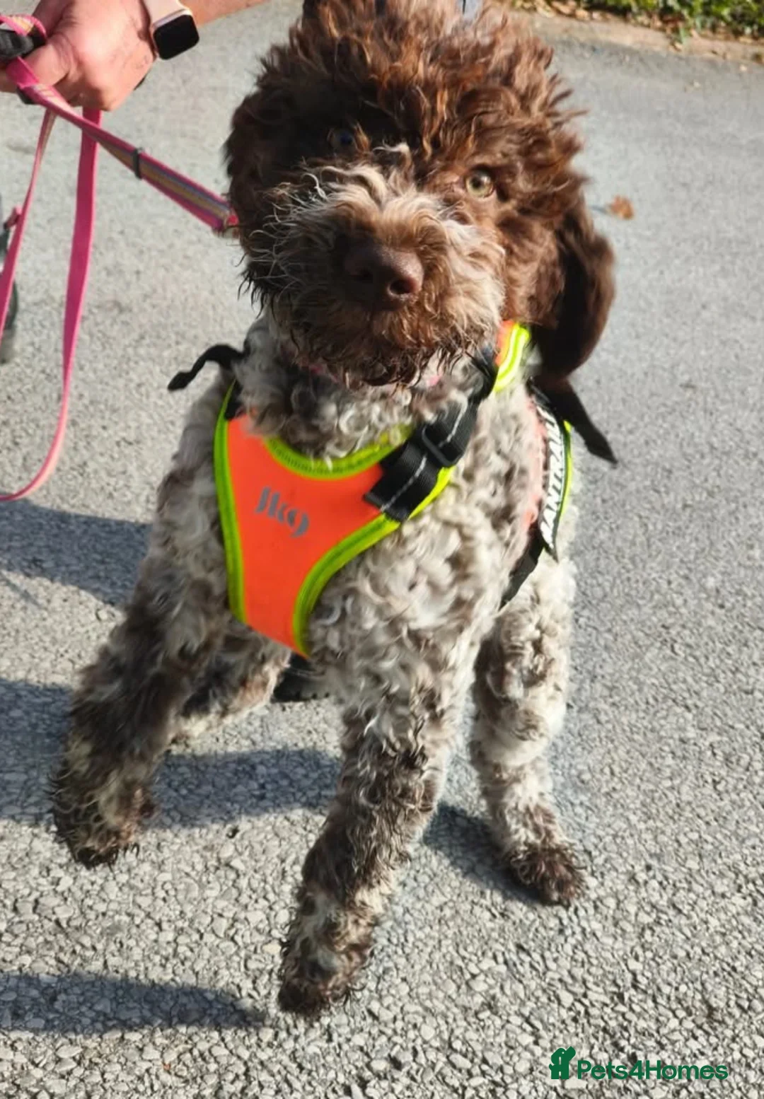 Lagotto Romagnolo dogs for sale: Stunning Lagotto Female 1 year old  - Advert 4