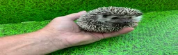 Pygmy Hedgehog rodents for sale: African Pygmy Hedghogs  - Advert 4