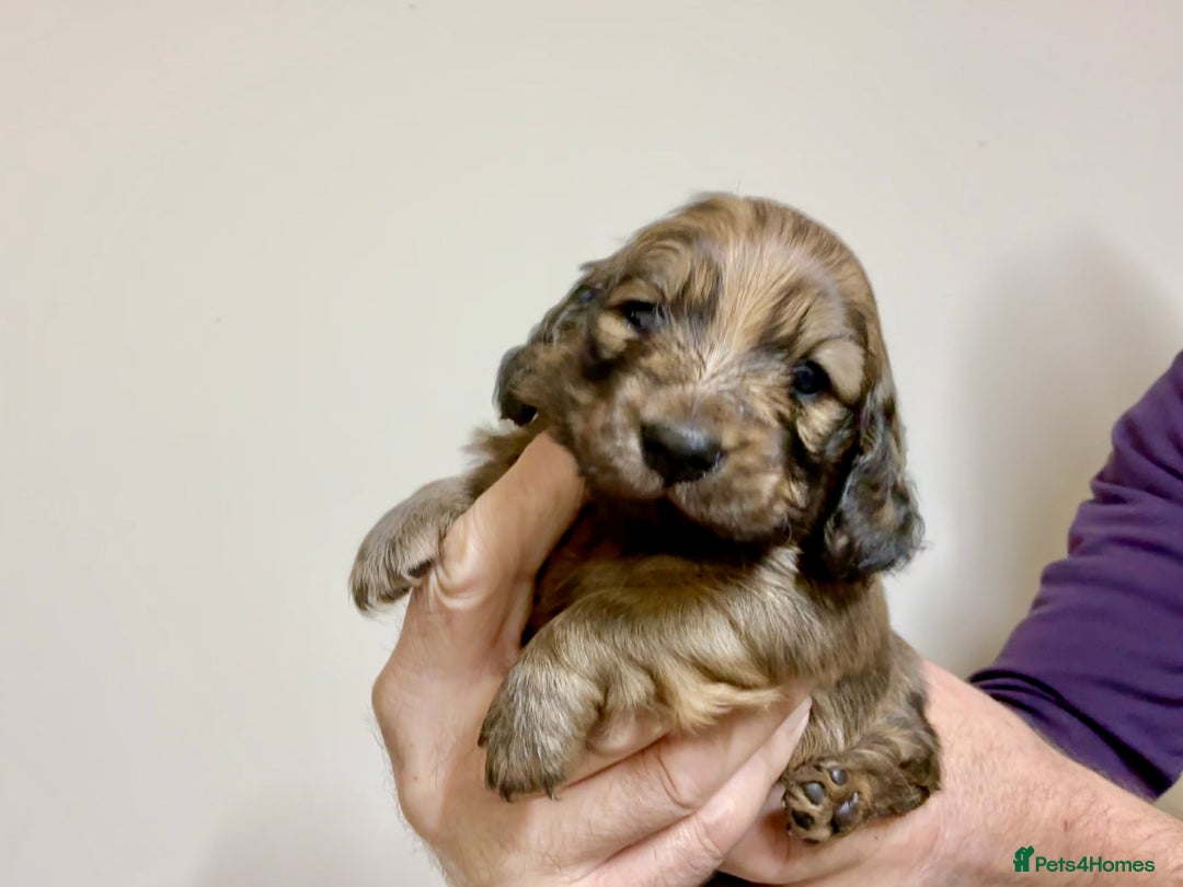 Miniature Dachshund dogs for sale: KC reg mini longhaired dachshund pups - Advert 10