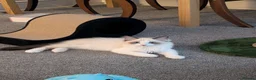 Ragdoll cats for sale: Stunning Ragdoll Kitten in London - Advert 8