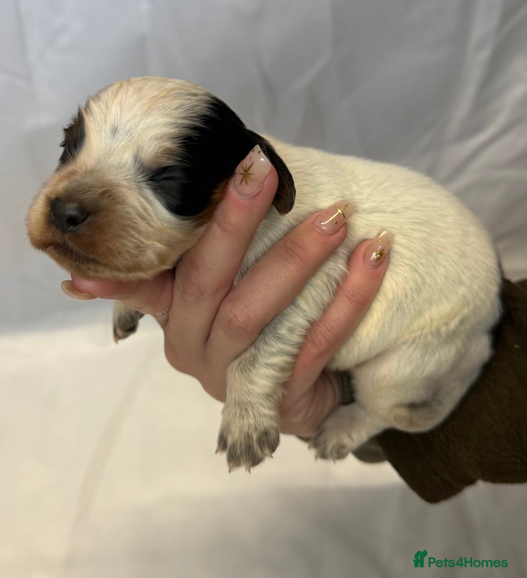 Cocker Spaniel dogs for sale: Bred From Extensively Health Tested Parents  - Advert 13