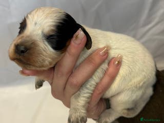 Cocker Spaniel dogs Bred From Extensively Health Tested Parents - Advert 6