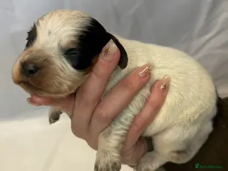 Cocker Spaniel dogs Bred From Extensively Health Tested Parents - Advert 5