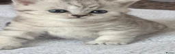 British Shorthair cats for sale: British Shorthair Tabby Female-Champion Heritage🐾 - Advert 14