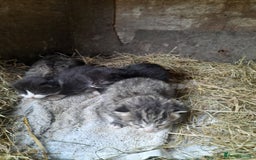 Aegean cats for sale: Agean x Kittens for sale - Image 11
