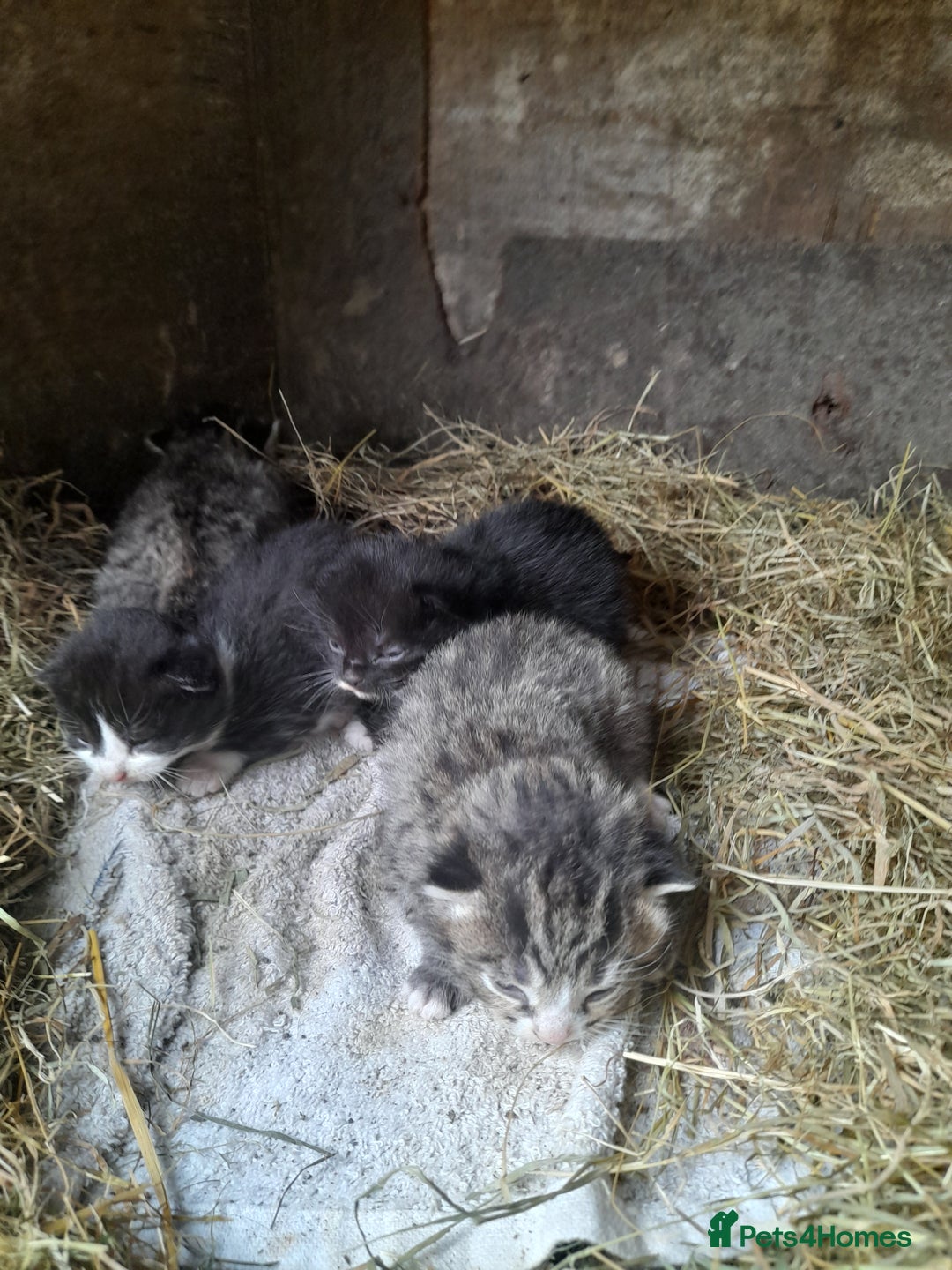 Aegean cats for sale: Agean x Kittens for sale - Image 11