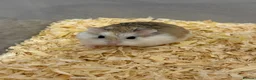 Hamster rodents for sale: Hamsters Roborovski for Sale in St. Neots - Advert 2