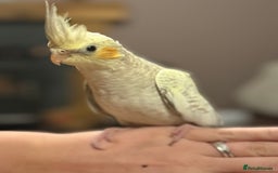 Cockatiels birds for sale: Yellow pearl cockatiel  - Image 3