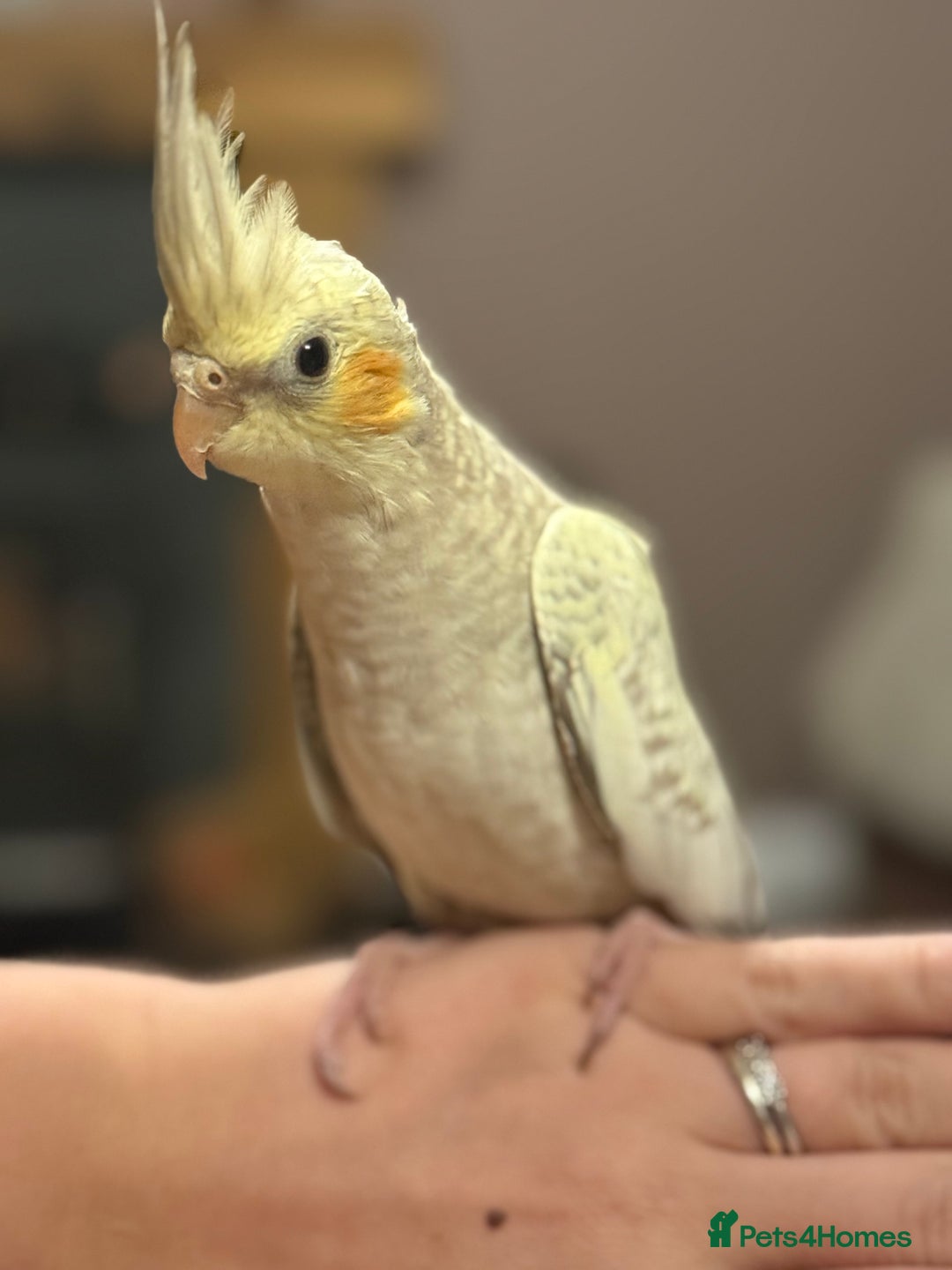Cockatiels birds for sale: Yellow pearl cockatiel  - Image 3