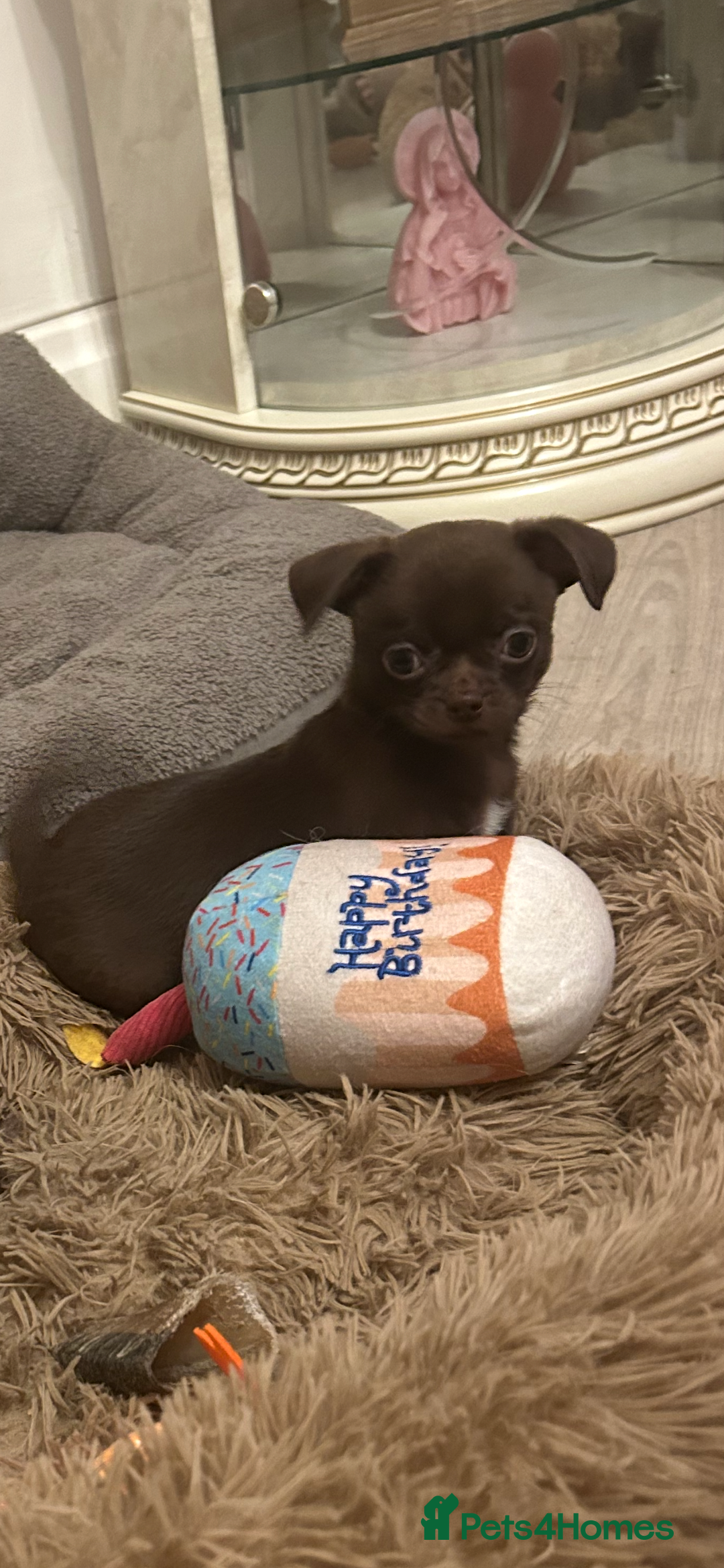 Chihuahua dogs for sale: Beautiful chocolate Chihuahua boys - Image 8