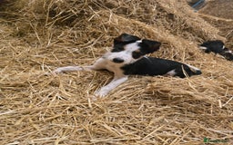 Mixed Breed dogs for sale: 2 Female Collie pups for sale - Advert 9