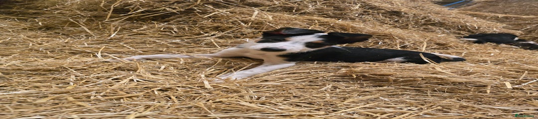 Tricolour Collie Female