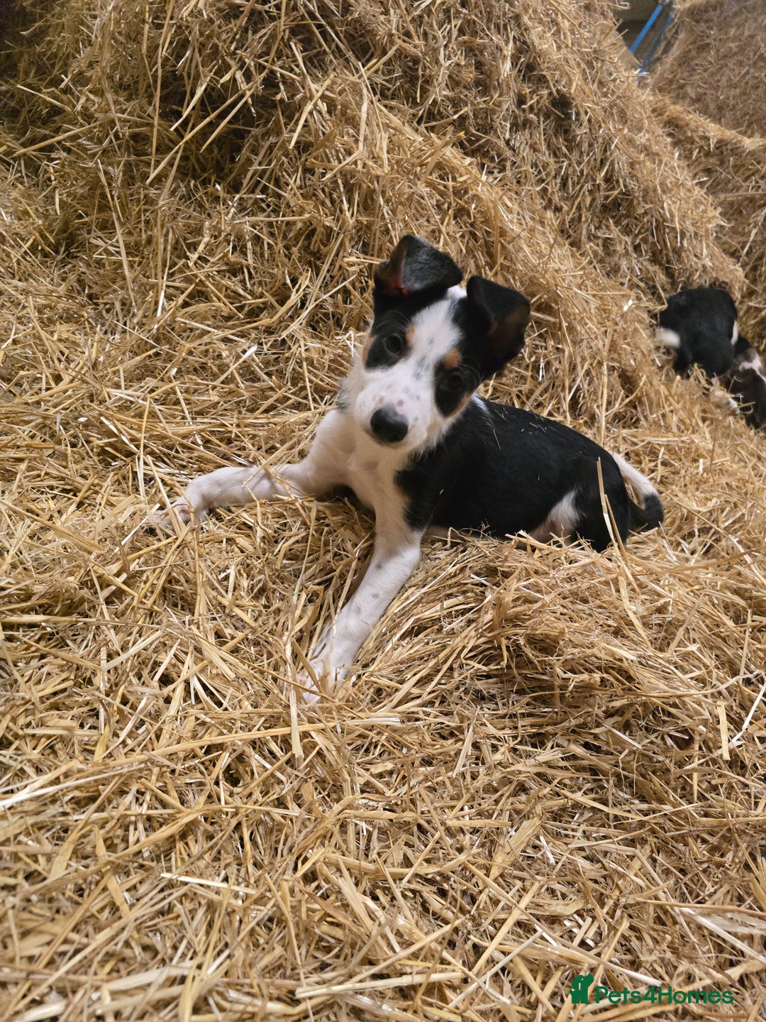 Mixed Breed dogs for sale: 2 Female Collie pups for sale - Advert 9
