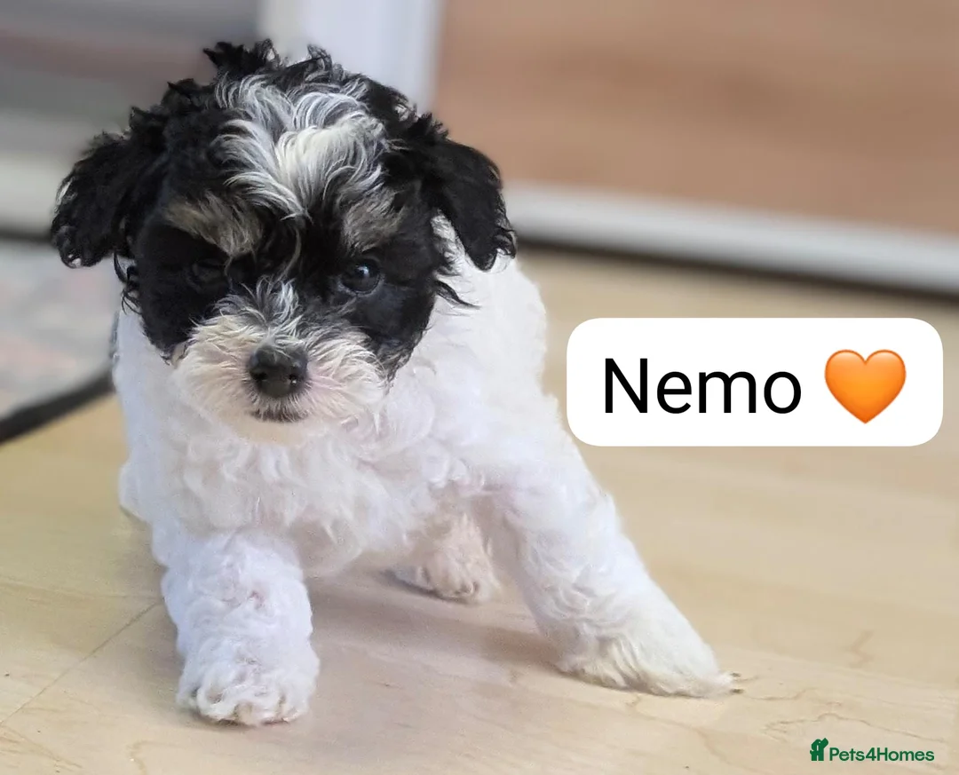 Chipoo dogs for sale: Chipoo Puppies - Advert 32