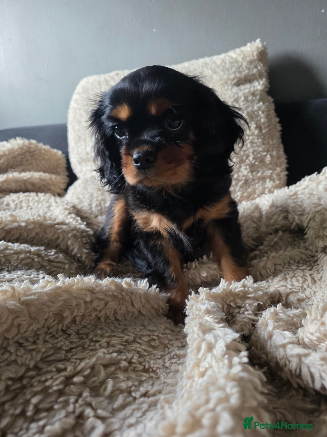 Cavalier King Charles Spaniel dogs for sale: KC Cavalier pupies - Advert 6