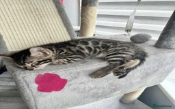 Bengal cats for sale: 🐾 Kittens Looking for a Loving Home! 🐾 - Image 23
