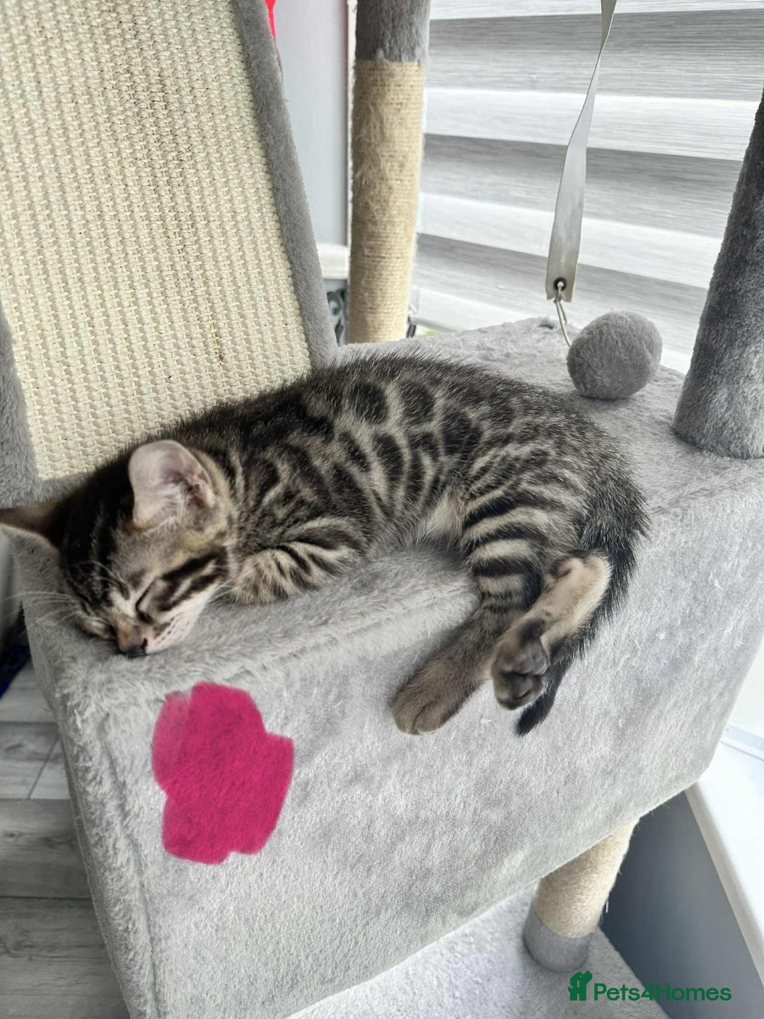 Bengal cats for sale: 🐾 Kittens Looking for a Loving Home! 🐾 - Image 23