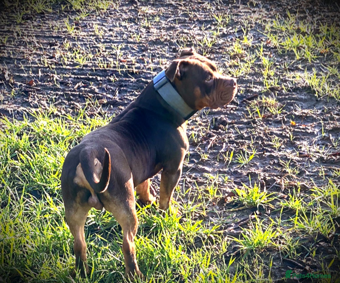 American Bully dogs for sale: Deebo POCKET BULLY  - Image 2