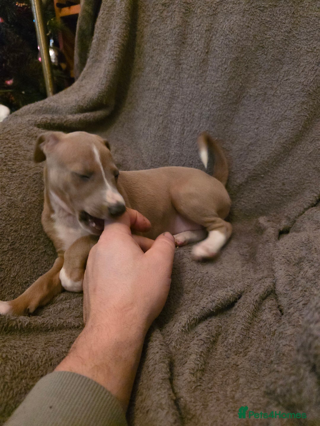 Mixed Breed dogs for sale: Italian Greyhound x Bull Greyhound Puppies - Advert 24
