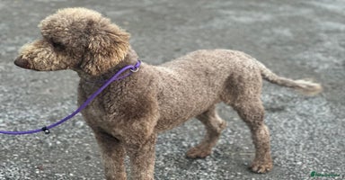 Standard Poodle dogs - Advert 4