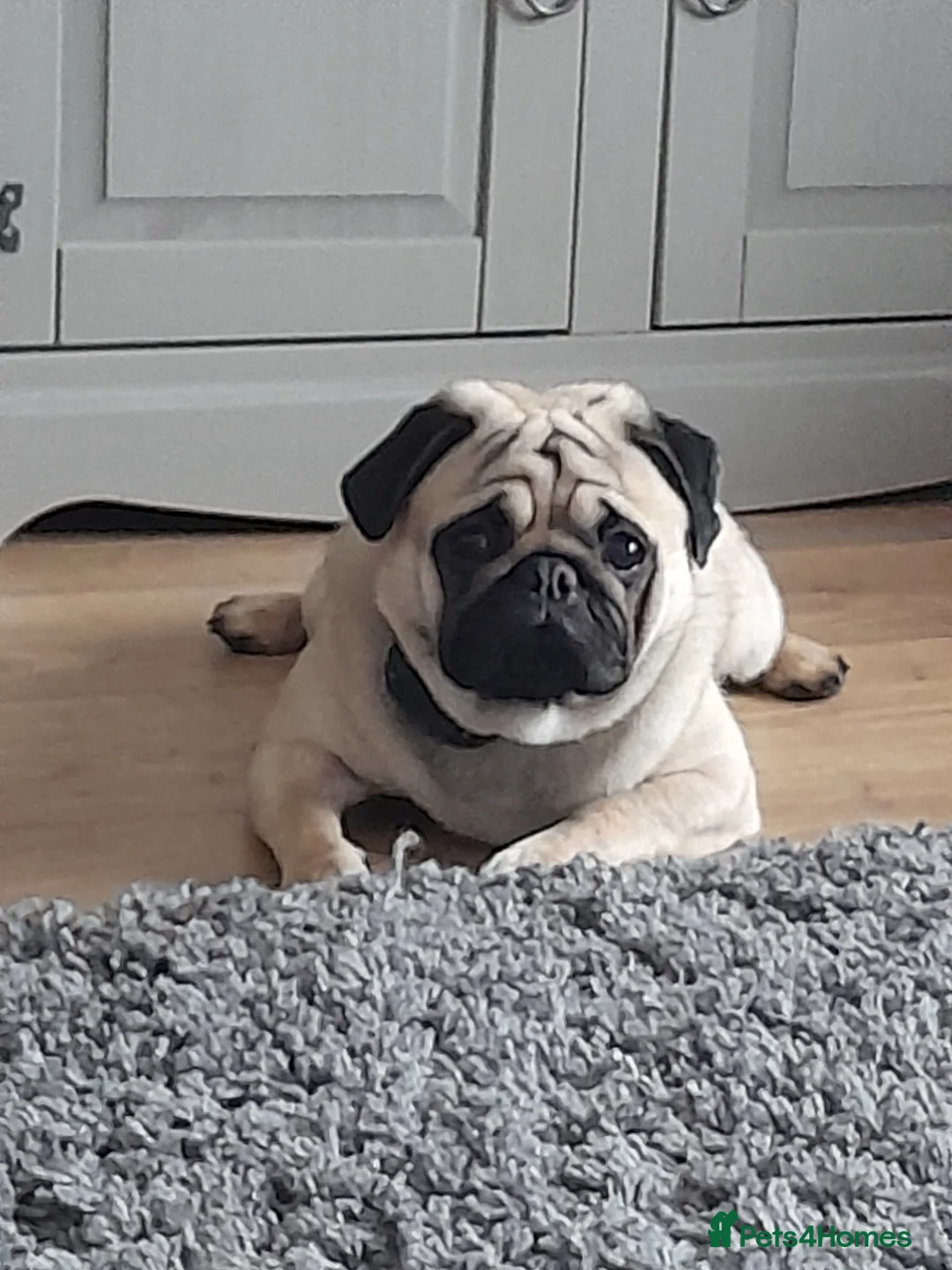Pug dogs for stud:  Kc reg Stud dog in Waltham Cross - Advert 3