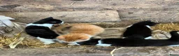 Mixed Breed cats for sale: Beautiful farm kittens for sale - Advert 8