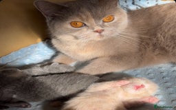 British Shorthair cats for sale: ✨Top quality lilac British shorthair✨ - Image 13