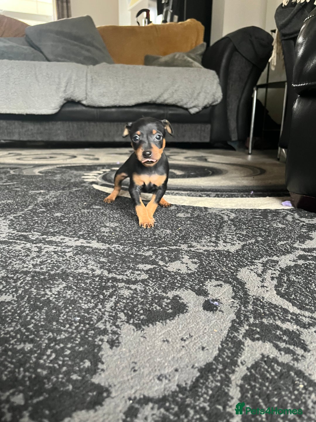 Miniature Pinscher dogs for sale: KC Miniature Pinscher puppies - Image 7