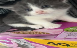 British Shorthair cats for sale: 4 beautiful British short hair kittens  - Image 6