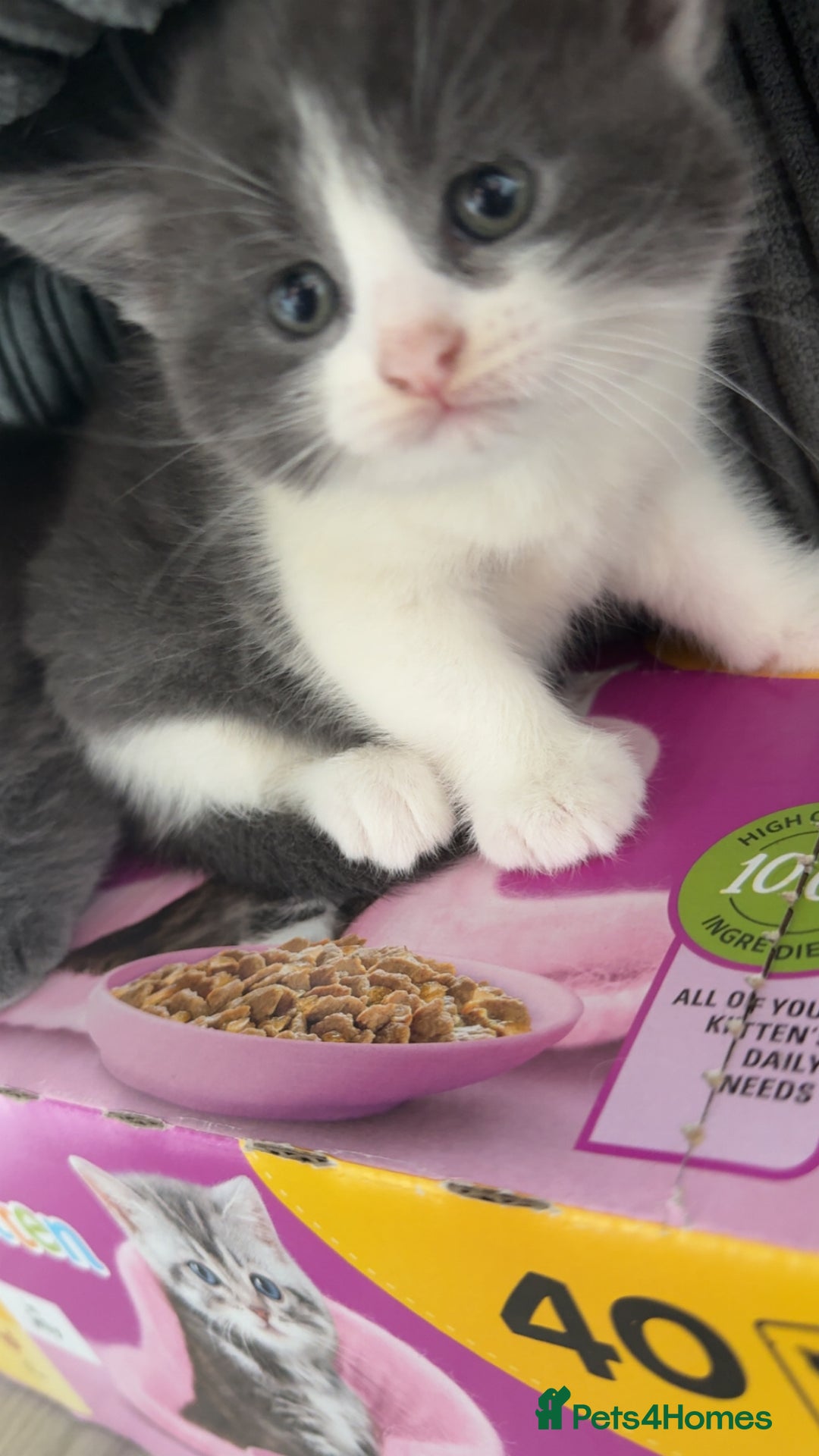 British Shorthair cats for sale: 4 beautiful British short hair kittens  - Image 6