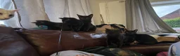 Mixed Breed cats for sale: 4 black kittens  in Ripley - Advert 6