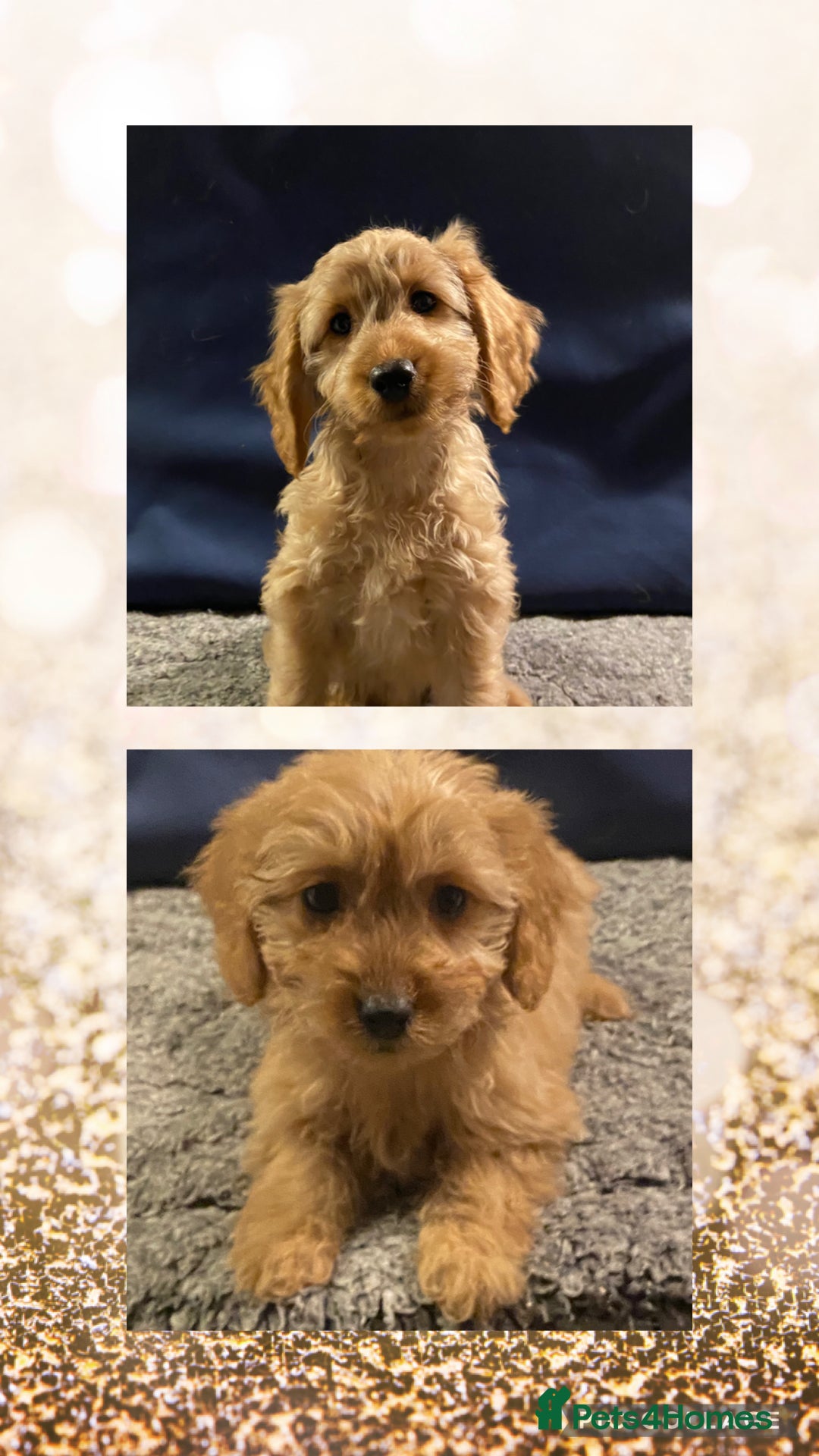Mini Goldendoodle dogs Mini Goldendoodle Puppies ready now  - Advert 1