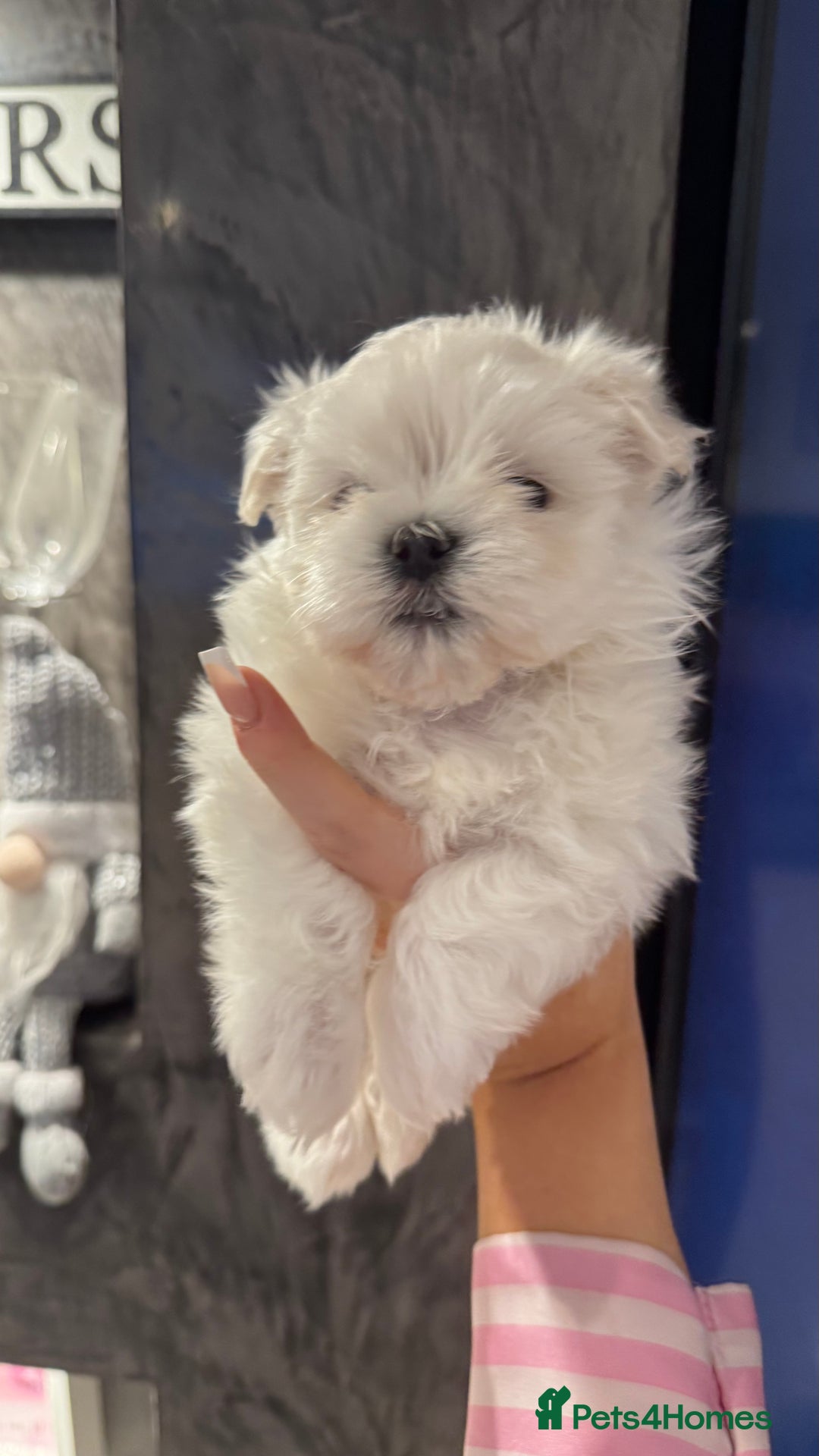 Maltese dogs for sale: Adorable Korean KC Maltese  - Advert 8