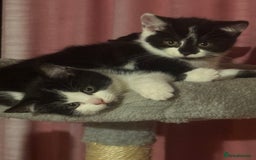 Brazilian Shorthair cats for sale: Kitten 🐈‍⬛  - Image 13