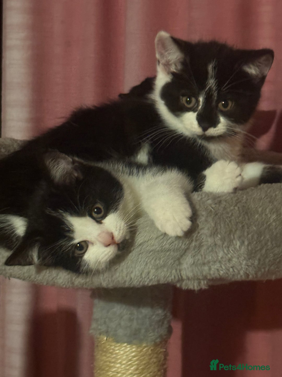 Brazilian Shorthair cats for sale: Kitten 🐈‍⬛  - Image 13