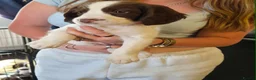 English Springer Spaniel dogs for sale: Springer spaniel puppies for sale  - Advert 3