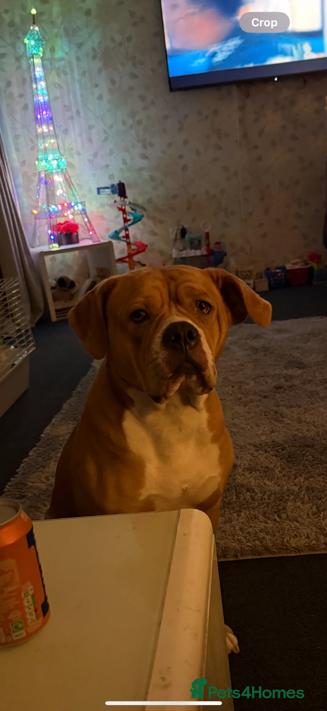 American Bully dogs for sale: American bully in Kilmarnock - Advert 4