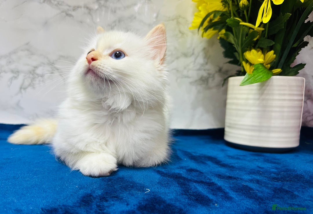 Ragdoll cats for sale: TICA Registered Magnificent Ragdoll kittens  - Image 34