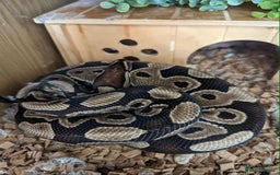 Python Snake reptiles for sale: Ball python  - Advert 4
