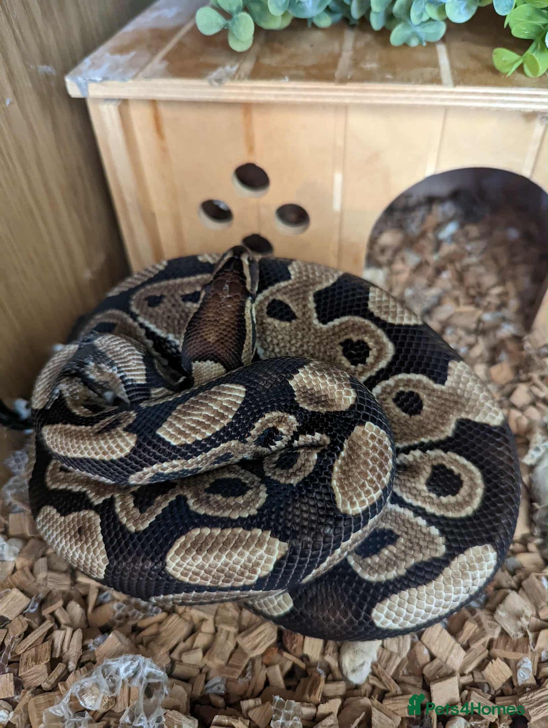 Python Snake reptiles for sale: Ball python  - Advert 4