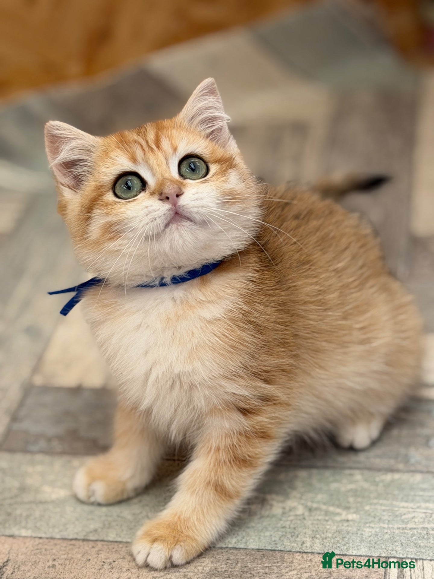 British Shorthair cats British shorthair golden odd eyed kittens  - Advert 9
