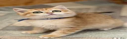 British Shorthair cats for sale: British shorthair golden odd eyed kittens  - Advert 8