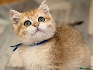 British Shorthair cats British shorthair golden odd eyed kittens - Advert 9